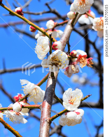 Honeybees gathering around plum blossoms 136770585