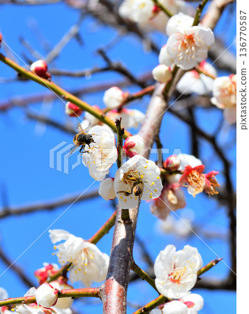 Honeybees gathering around plum blossoms 136770587