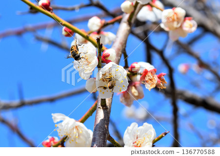 蜜蜂聚集在梅花周圍 136770588