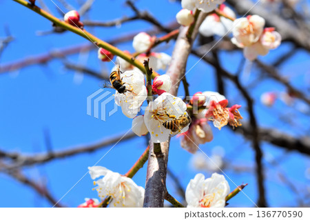Honeybees gathering around plum blossoms Honeybees gathering around plum blossoms 136770590