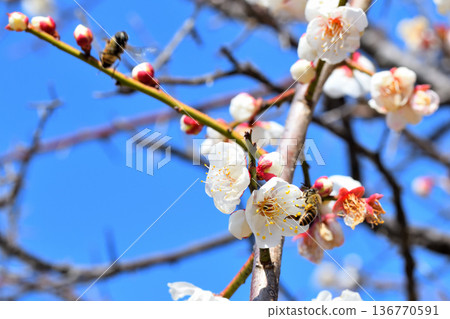 Honeybees gathering around plum blossoms 136770591
