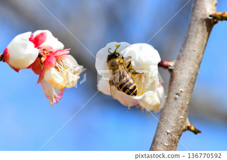 Honeybees gathering around plum blossoms 136770592