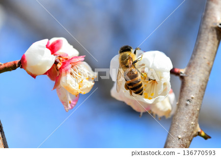 Honeybees gathering around plum blossoms Honeybees gathering around plum blossoms 136770593