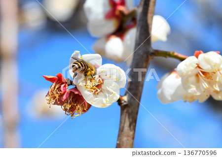 蜜蜂聚集在梅花周圍 蜜蜂聚集在梅花周圍 136770596