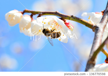 Honeybees gathering around plum blossoms 136770598