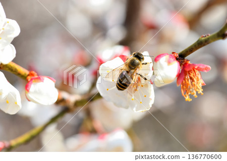 Honeybees gathering around plum blossoms 136770600