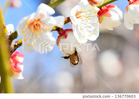 蜜蜂聚集在梅花周圍 蜜蜂聚集在梅花周圍 136770603