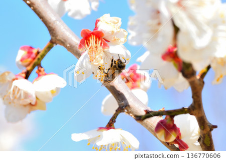 蜜蜂聚集在梅花周圍 136770606