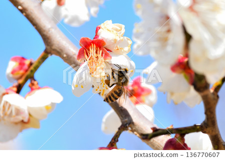 蜜蜂聚集在梅花周圍 136770607