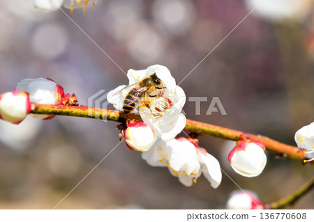 蜜蜂聚集在梅花周圍 136770608