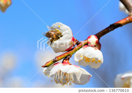 蜜蜂聚集在梅花周圍 136770610