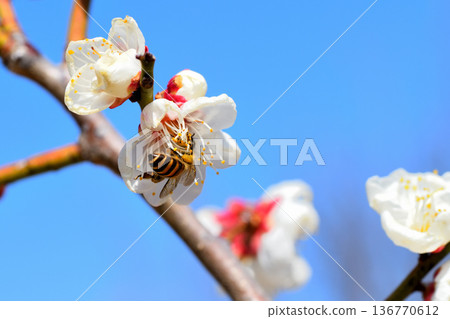 蜜蜂聚集在梅花周圍 蜜蜂聚集在梅花周圍 136770612