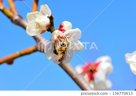 Honeybees gathering around plum blossoms Honeybees gathering around plum blossoms 136770613