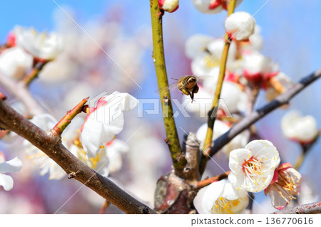 Honeybees gathering around plum blossoms 136770616