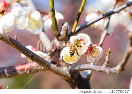 Honeybees gathering around plum blossoms 136770617