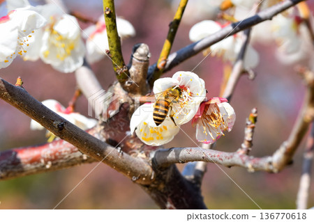 蜜蜂聚集在梅花周圍 136770618