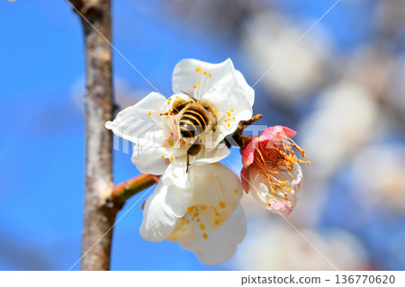 Honeybees gathering around plum blossoms 136770620