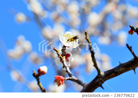 Honeybees gathering around plum blossoms 136770622