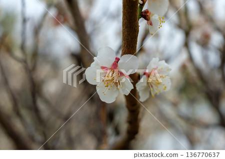 特寫鏡頭:盛開在枝頭的白色梅花散發著春天的氣息。 特寫鏡頭:盛開在枝頭的白色梅花散發著春天的氣息。 136770637