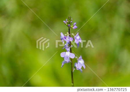A delicate pale purple pine orchid standing majestically in the field A delicate pale purple pine orchid standing majestically in the field 136770725