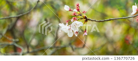 A panoramic view of cherry blossom branches and soft blur, heralding the arrival of spring A panoramic view of cherry blossom branches and soft blur, heralding the arrival of spring 136770726