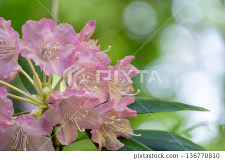 陽光透過翠綠的葉片，灑在粉紅色的杜鵑花上，閃閃發光。 136770810