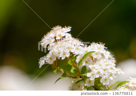 陽光下，白色的小花像球一樣盛開。 136770811