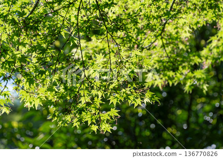 The fresh green leaves of maple trees, illuminated by sunlight and sunlight filtering through the leaves The fresh green leaves of maple trees, illuminated by sunlight and sunlight filtering through the leaves 136770826