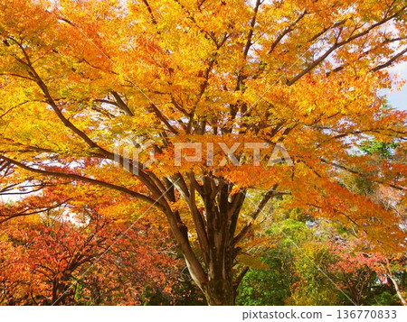 秋日清晨，公園裡櫸樹的葉子泛黃。 136770833