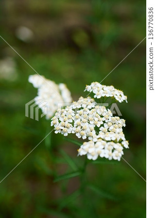 9340 亞羅 136770836