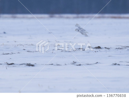 Snowy Owl in Flight Snowy Owl in Flight 136770838