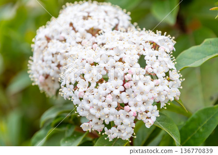 A spring garden with clusters of small white flowers of Viburnum tinus A spring garden with clusters of small white flowers of Viburnum tinus 136770839