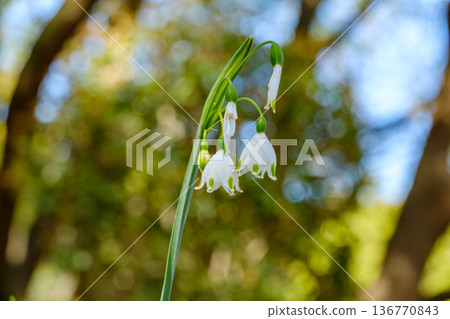雪花蓮嬌嫩的鐘形花朵預示著春天的到來。 雪花蓮嬌嫩的鐘形花朵預示著春天的到來。 136770843