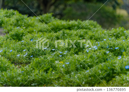 A field of blue nemophila flowers and a green landscape A field of blue nemophila flowers and a green landscape 136770895