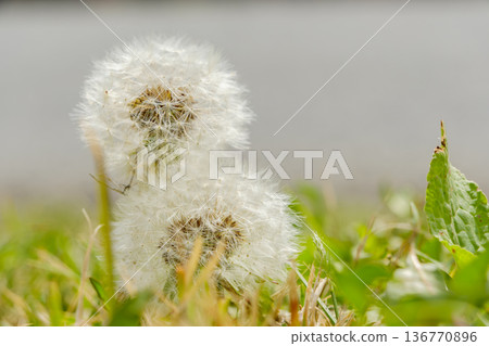 春田裡白色的蒲公英絨毛 136770896