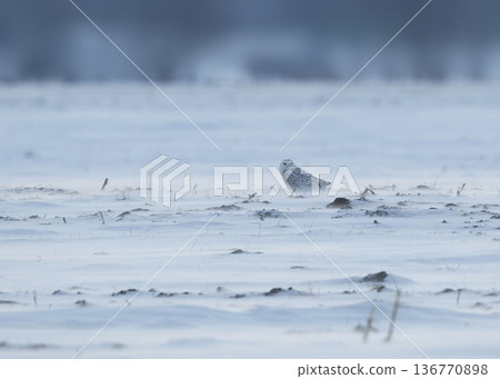 暴風雪中的雪鴞 136770898
