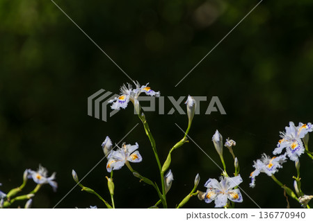 陽光透過葉片灑下，映照出美麗的白色日本鳶尾花。 136770940