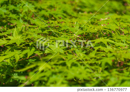 Green maple leaves and red propeller-shaped seeds shining through the early summer light Green maple leaves and red propeller-shaped seeds shining through the early summer light 136770977