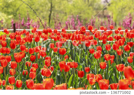 Tuilps of various colors are blooming beautifully. Tuilps of various colors are blooming beautifully. 136771002