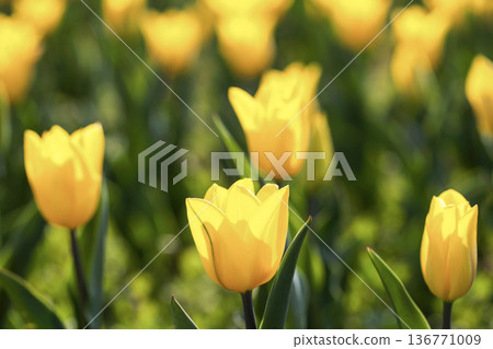 Tuilps of various colors are blooming beautifully. 136771009