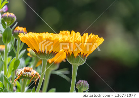 從側面看到的亮黃色金盞花 136771077