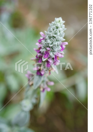 9347 羊耳草 136771102