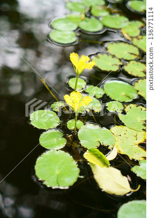 9348 浮水蕨 136771114