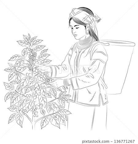 Hand drawn line art of a tribal woman harvesting coffee beans in a highland plantation. 136771267