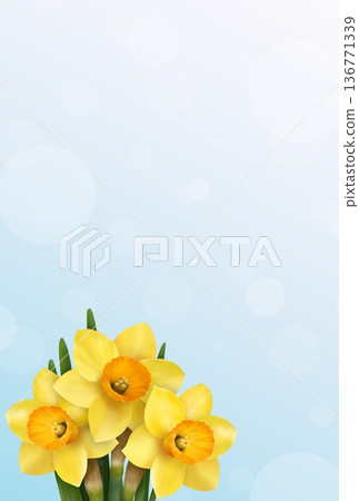 Daffodil background (postcard) Daffodil background (postcard) 136771339