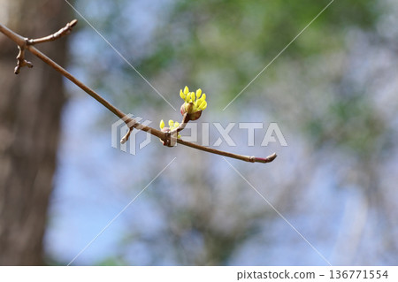 早春花：山茱萸科的黃色花朵 136771554