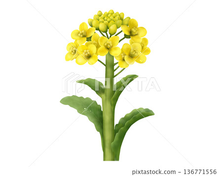 Rape blossoms 136771556
