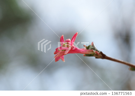 日本特有種，叢鶯，開花 136771563