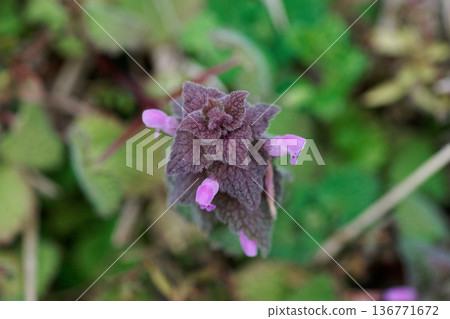 早春花，死角 136771672