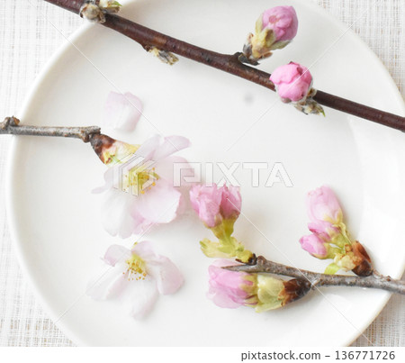 白色背景上的慶應櫻花和梅花的特寫 136771726